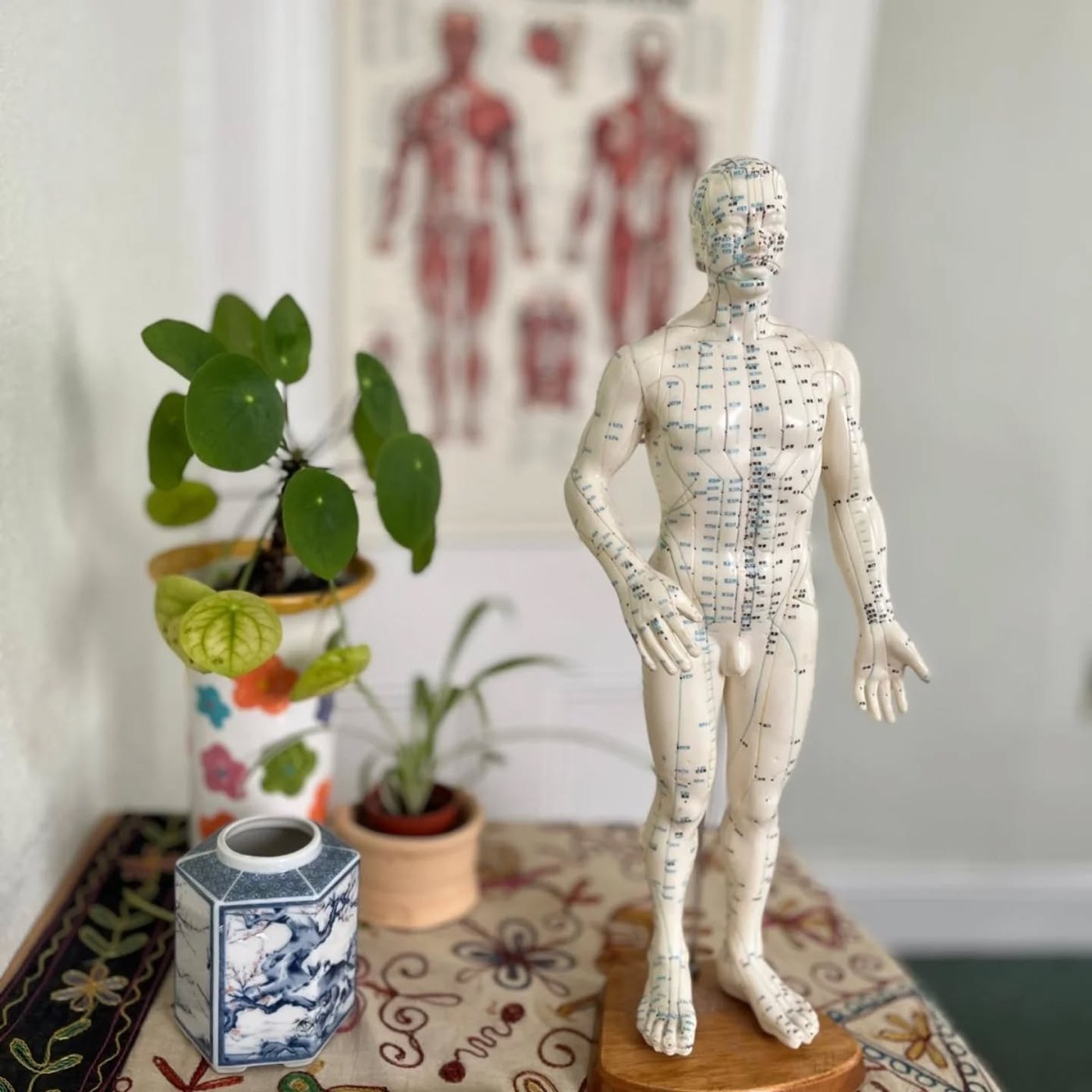 An acupuncture model showing the points and channels, in the Formby treatment room